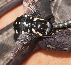 Triclista guttata