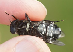 Triclista guttata