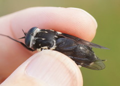 Triclista guttata