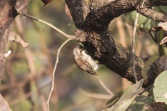 Chloropicus obsoletus