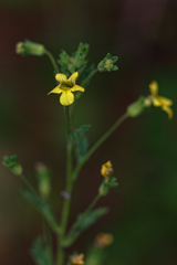 Jamesbrittenia micrantha image