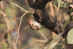 Chloropicus obsoletus