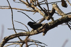 Melaniparus guineensis