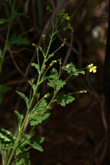 Jamesbrittenia micrantha image