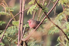 Lagonosticta rufopicta