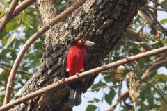 Lybius bidentatus