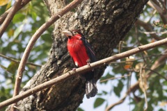 Lybius bidentatus