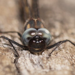 Cordulephya montana