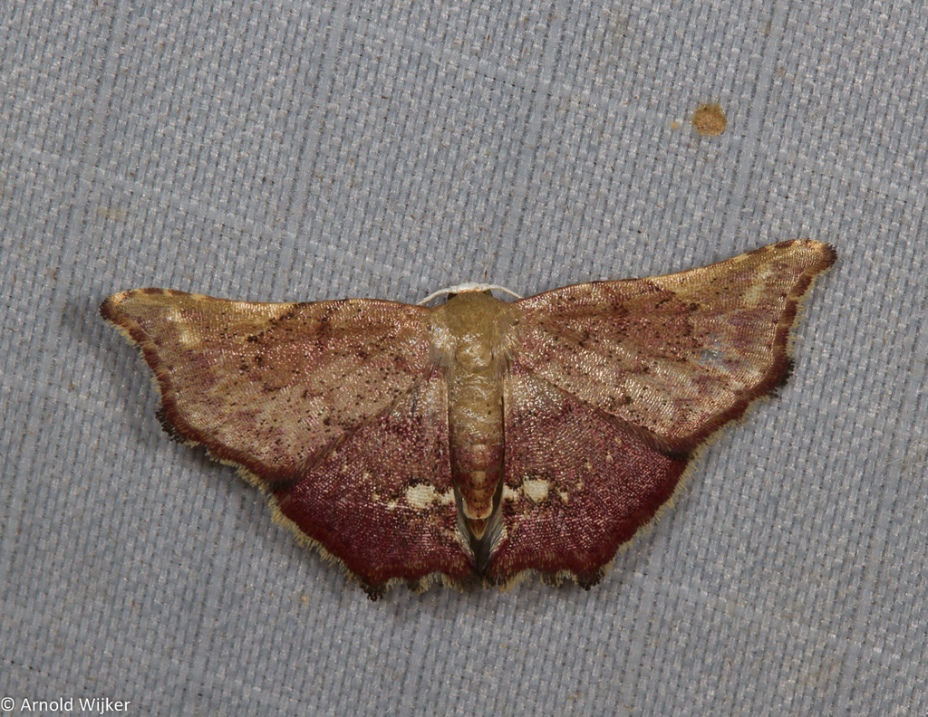 Enispa eosarialis