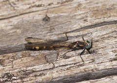 Cordulephya montana