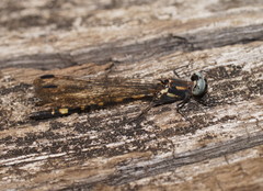 Cordulephya montana