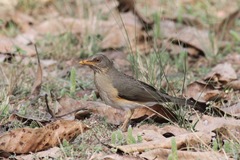 Turdus pelios