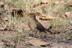 Turdus pelios