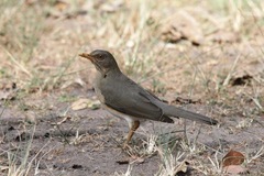 Turdus pelios