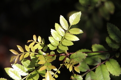 Pterophylla sylvicola sylvicola