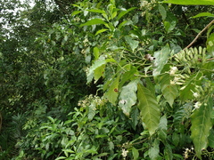 Tarenna pavettoides pavettoides