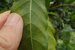 Tarenna pavettoides pavettoides