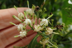 Tarenna pavettoides pavettoides