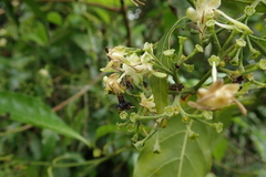 Tarenna pavettoides pavettoides