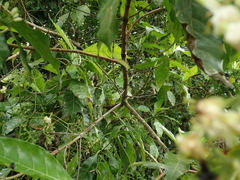 Tarenna pavettoides pavettoides