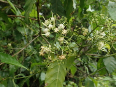 Tarenna pavettoides pavettoides