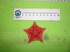 Ceramaster granularis