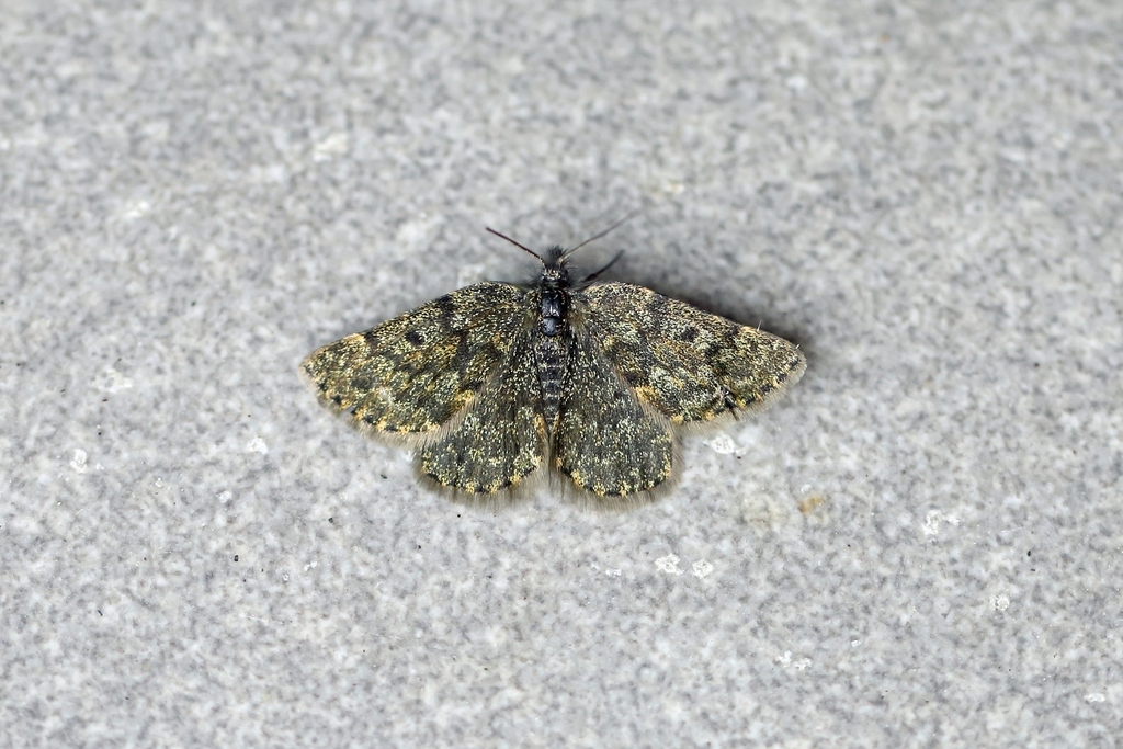 Glacies canaliculata