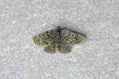 Glacies canaliculata