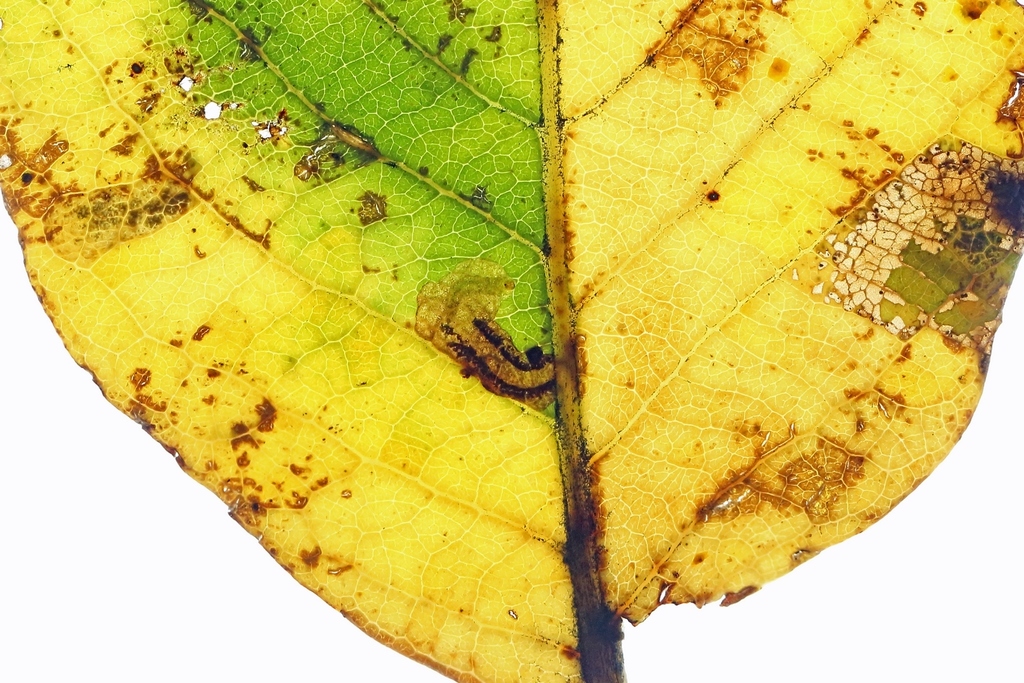 Black-spot Sallow Pigmy