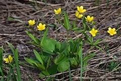 Ranunculus monophyllus