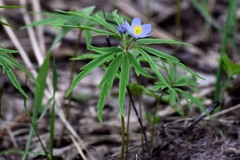 Anemonoides caerulea