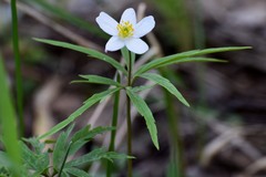 Anemonoides caerulea
