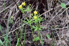 Ranunculus monophyllus
