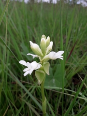Satyrium carsonii