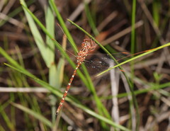 Archaeosynthemis orientalis