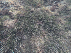 Cymodocea nodosa