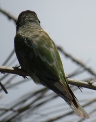 Merops persicus persicus