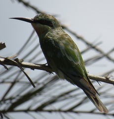 Merops persicus persicus