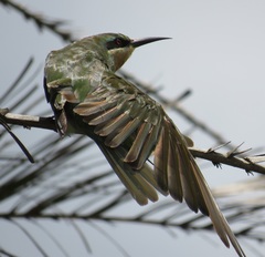 Merops persicus persicus