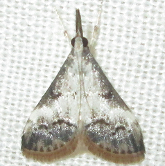 Autocharis