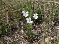 Viola accrescens