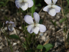 Viola accrescens