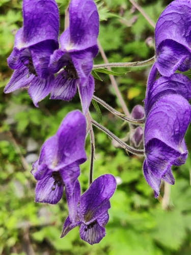 Image of Aconitum degenii by (c) Magdalena Ginko, some rights reserved (CC BY)