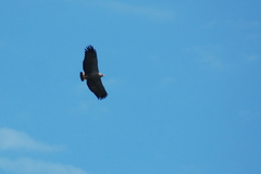 Buteogallus coronatus