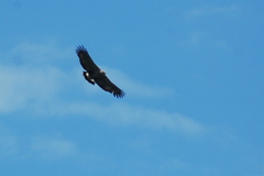 Buteogallus coronatus