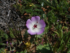 Palaua