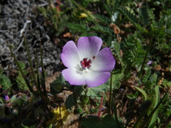 Palaua
