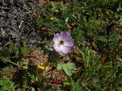 Palaua