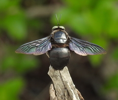 Xylocopa perforator
