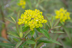Sikkim Spurge (Euphorbia sikkimensis)